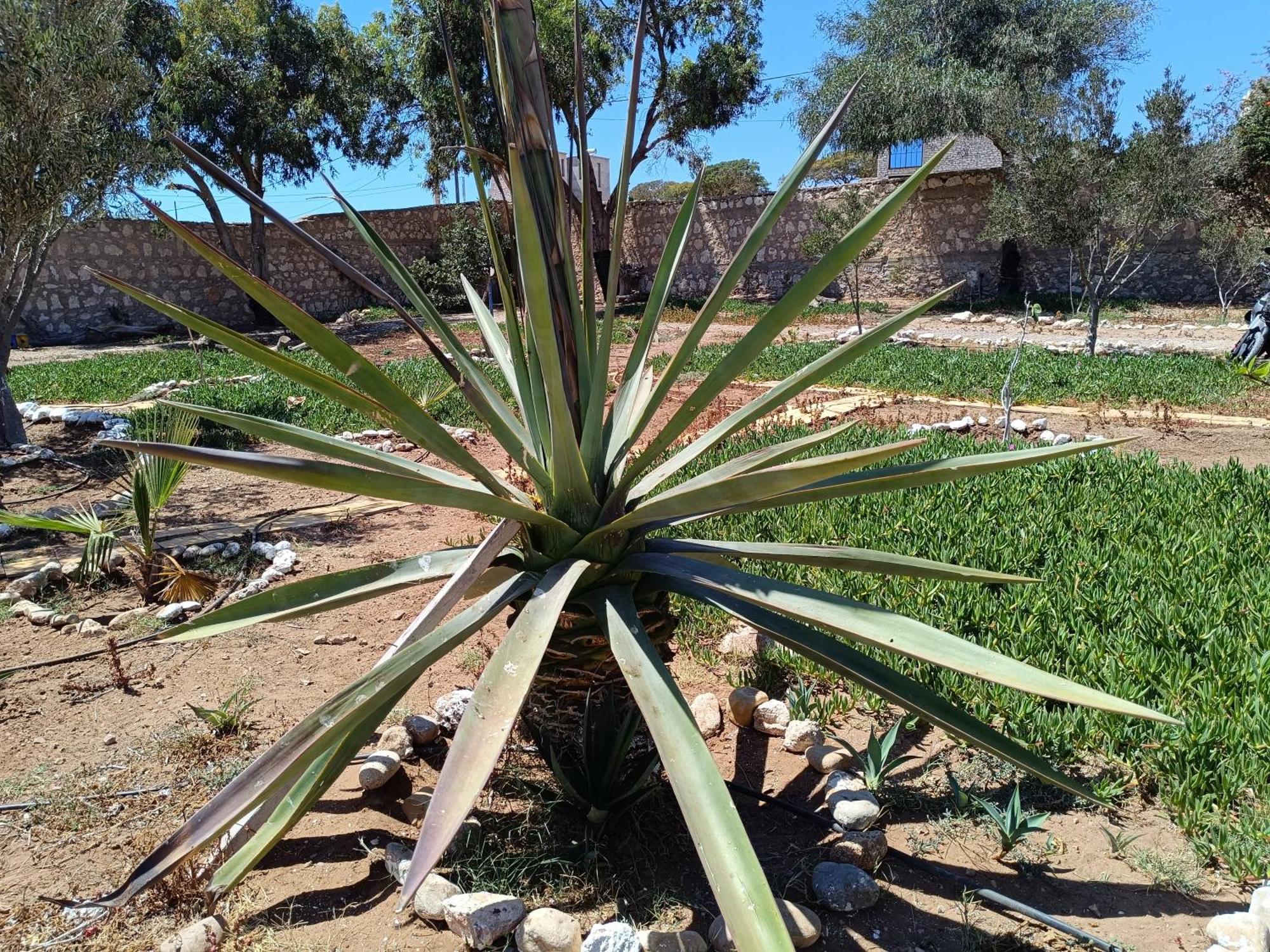 Appartement L'abri côtier de Dar Nezza à Sidi Kaouki Extérieur photo