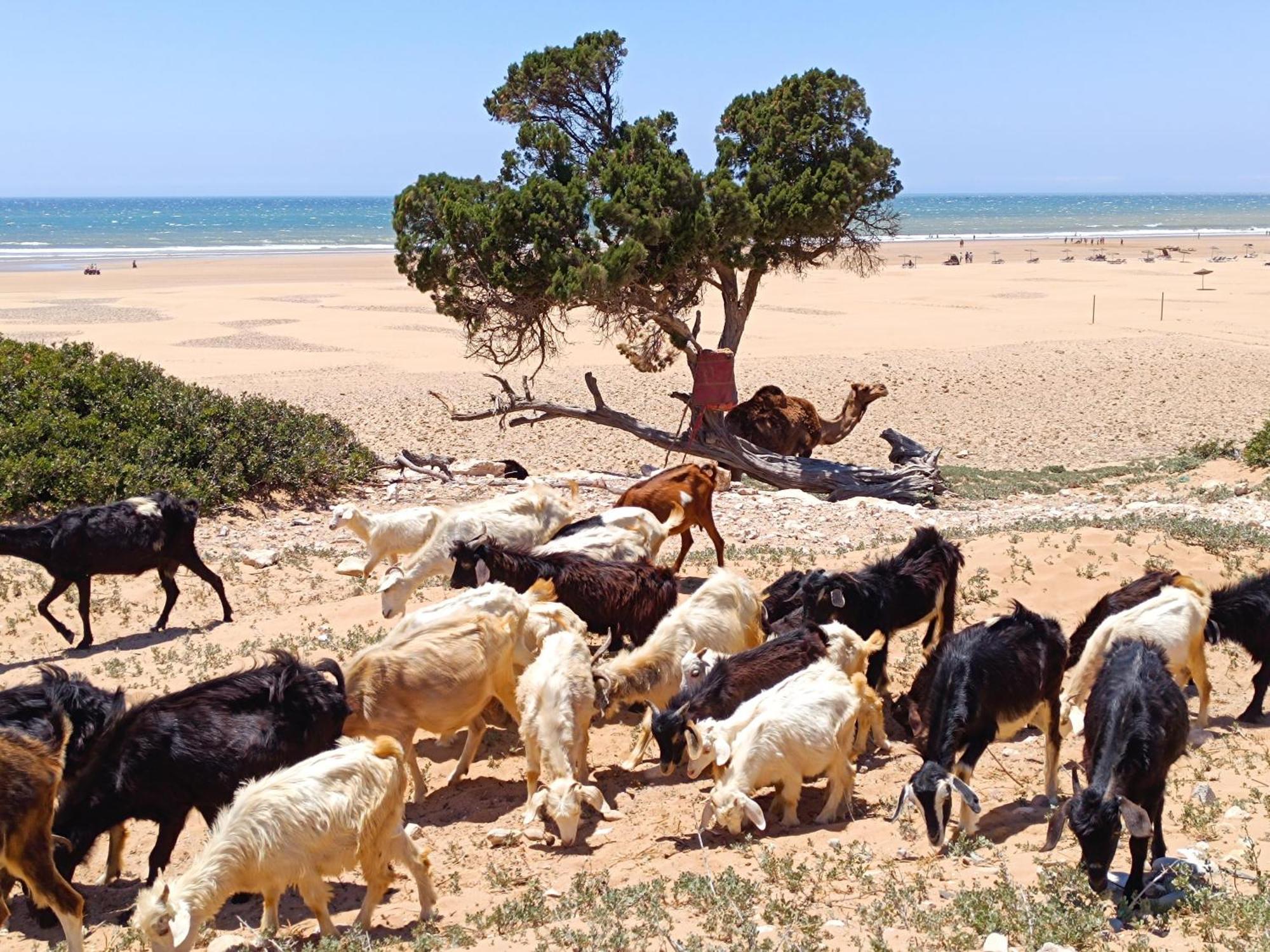 Appartement L'abri côtier de Dar Nezza à Sidi Kaouki Extérieur photo